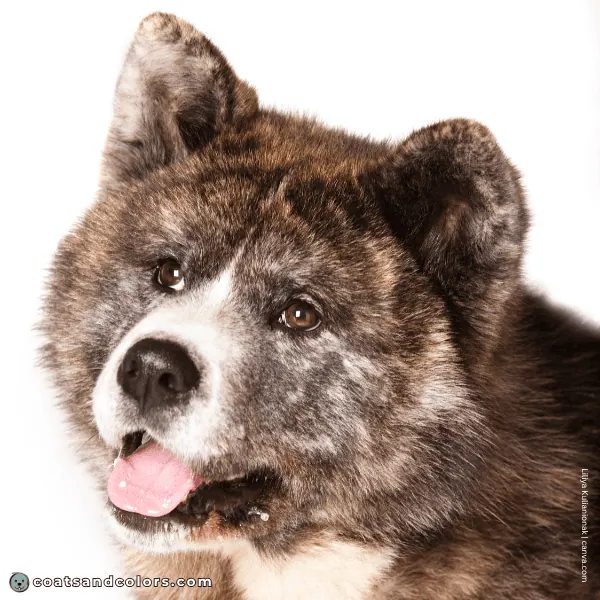 coatsandcolors.com Japanese Akita Inu Coat Colors white markings muzzle