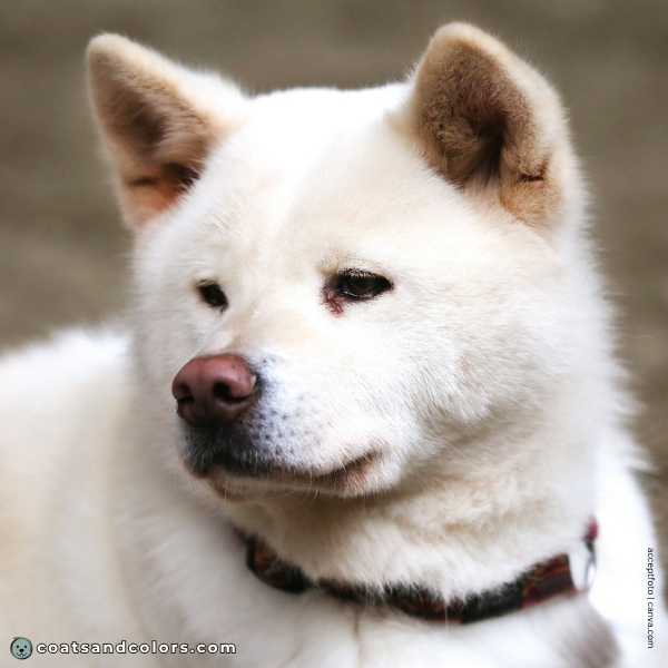 coatsandcolors.com Japanese Akita Inu Coat Colors white pink nose 2