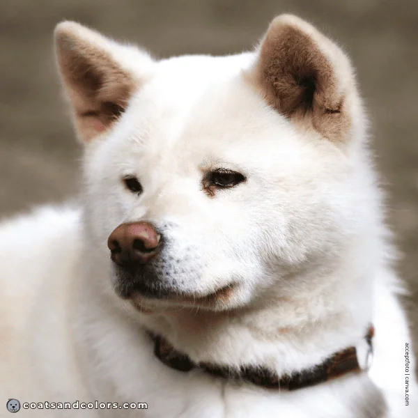 coatsandcolors.com Japanese Akita Inu Coat Colors white pink nose 2