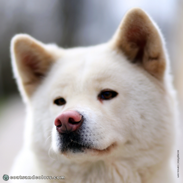 coatsandcolors.com Japanese Akita Inu Coat Colors white pink nose