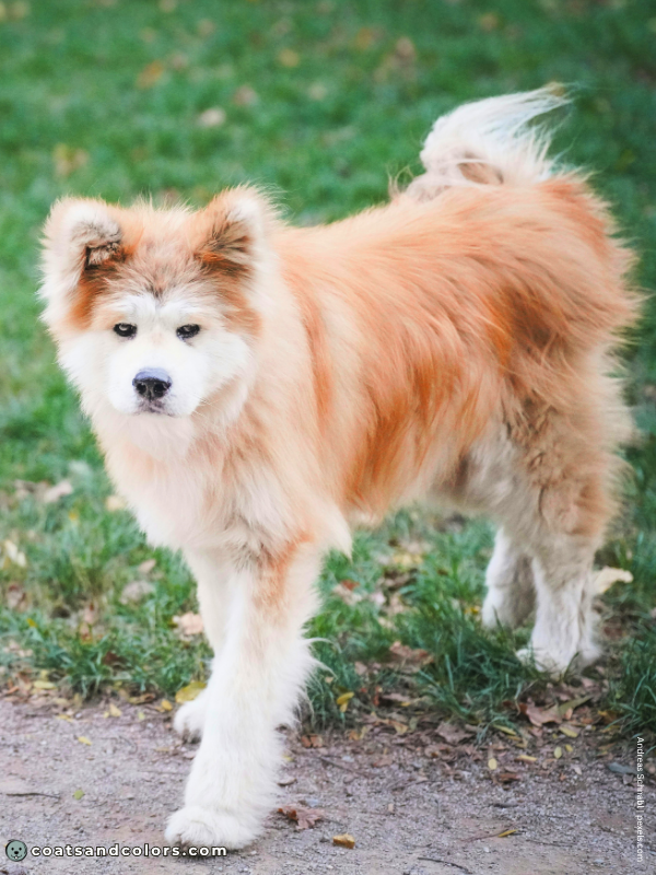 coatsandcolors.com Japanese Akita Inu Coat Colors wooly 1