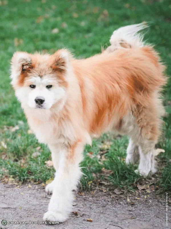 coatsandcolors.com Japanese Akita Inu Coat Colors wooly 1