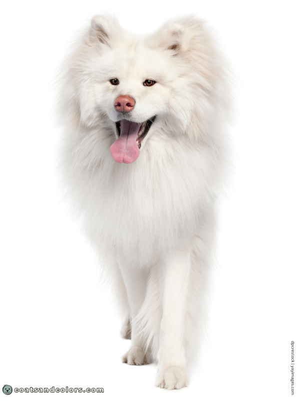 coatsandcolors.com Japanese Akita Inu Coat Colors wooly 2 white