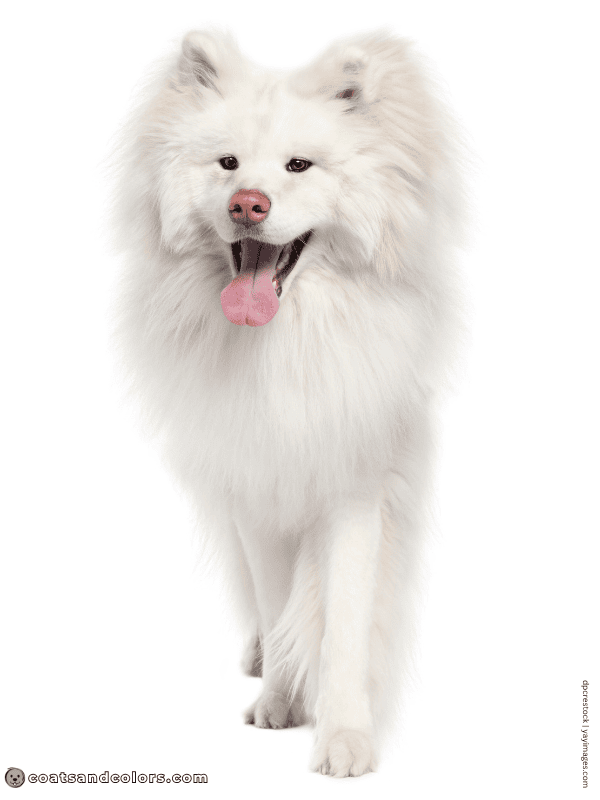 coatsandcolors.com Japanese Akita Inu Coat Colors wooly 2 white