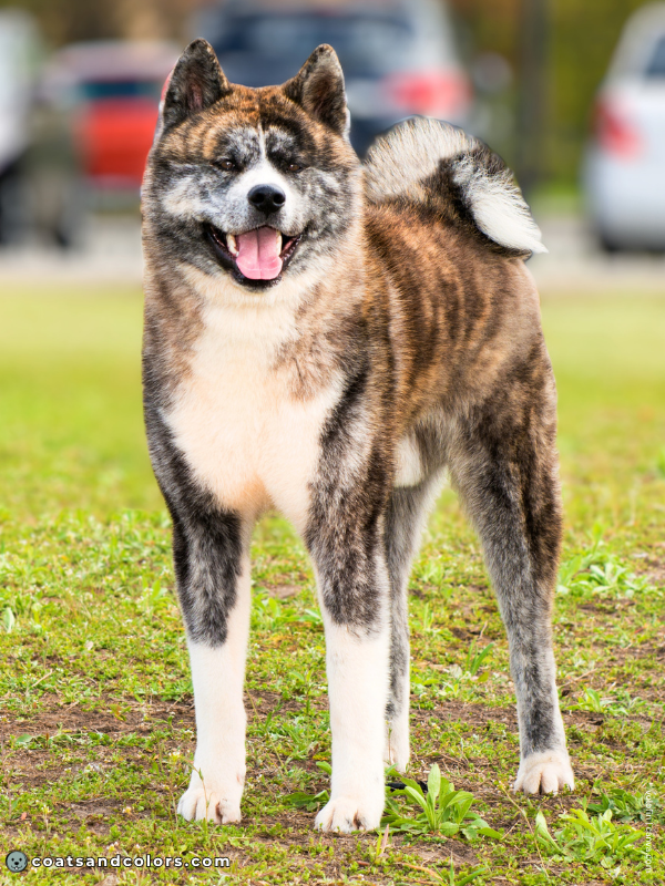 coatsandcolors.com Japanese Akita Inu Coat Colors countershading brindle