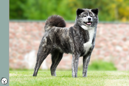 coatsandcolors.com Japanese Akita Inu Colors 900x600 1