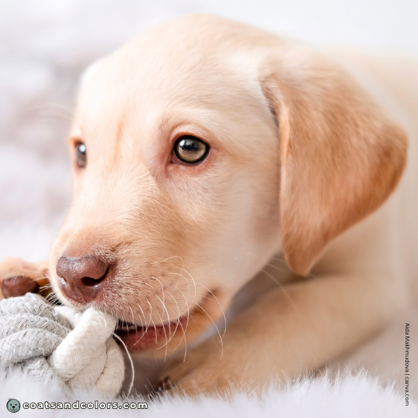 coatsandcolors.com Labardor Colors Dudley puppy