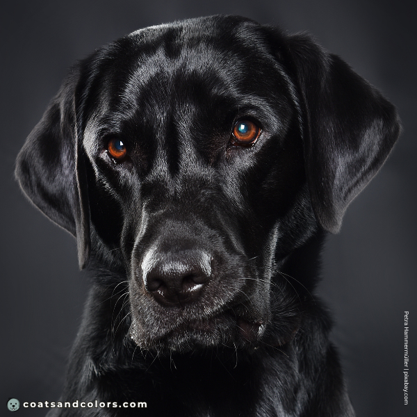 coatsandcolors.com Labardor Colors black brown eyes 2