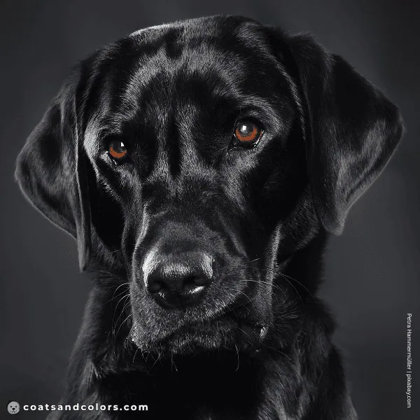 coatsandcolors.com Labardor Colors black brown eyes 2