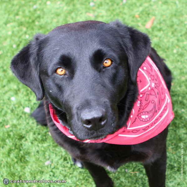 coatsandcolors.com Labardor Colors black dog light eyes 1