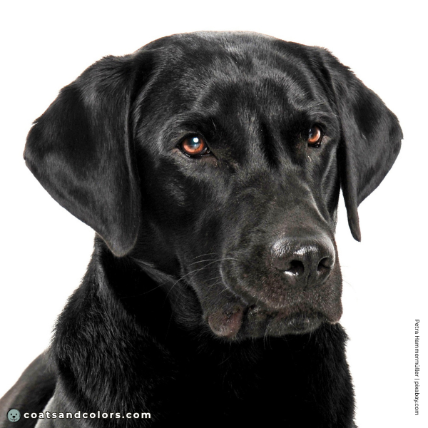 coatsandcolors.com Labardor Colors black nose 1