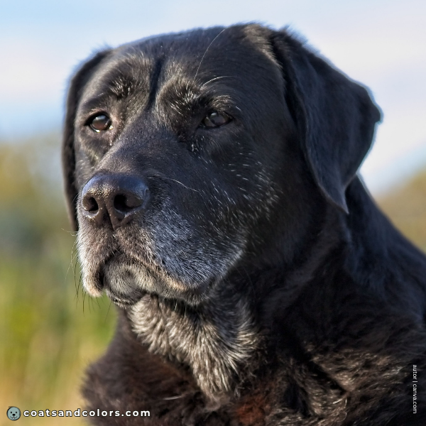 coatsandcolors.com Labardor Colors black nose 2