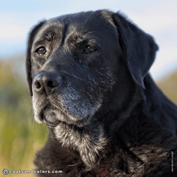 coatsandcolors.com Labardor Colors black nose 2