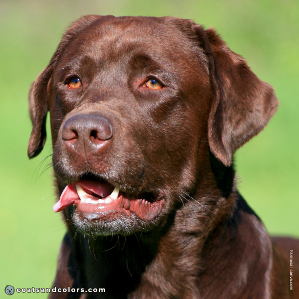coatsandcolors.com Labardor Colors brown nose