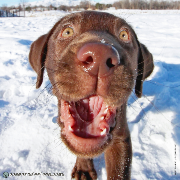 coatsandcolors.com Labardor Colors brown puppy amber eyes