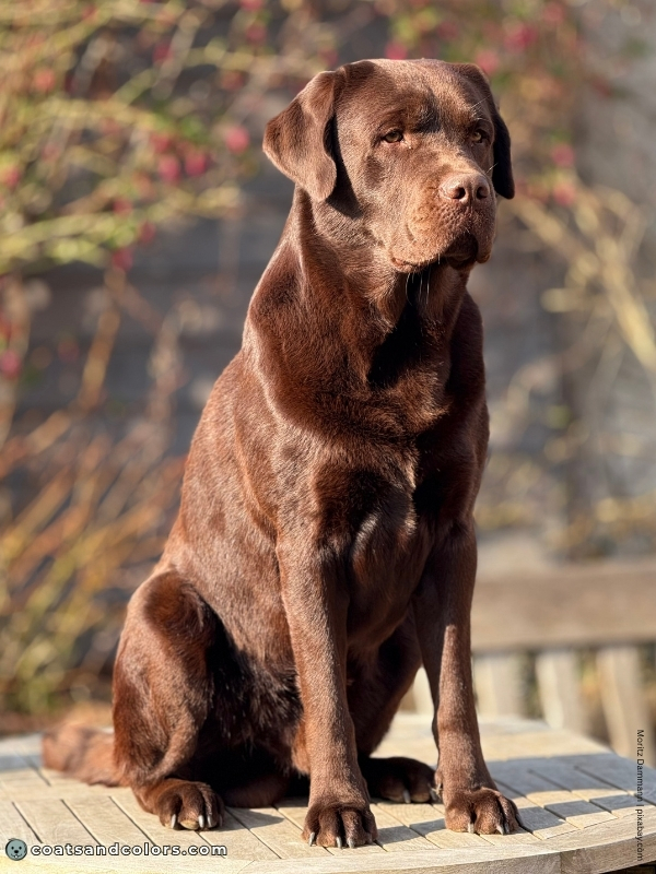 coatsandcolors.com Labardor Colors chocolate 1