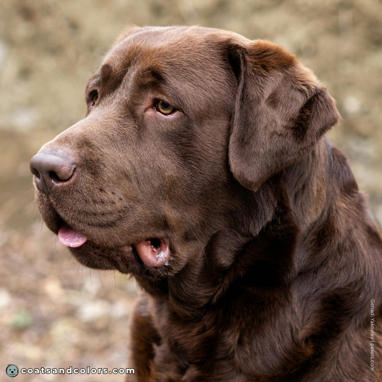 coatsandcolors.com Labardor Colors chocolate nose 1