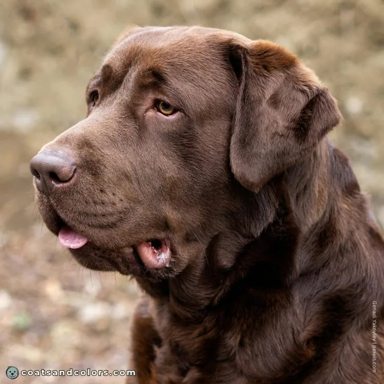 coatsandcolors.com Labardor Colors chocolate nose 1