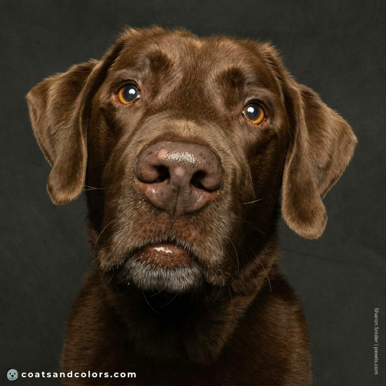 coatsandcolors.com Labardor Colors eye colors chocolate 1