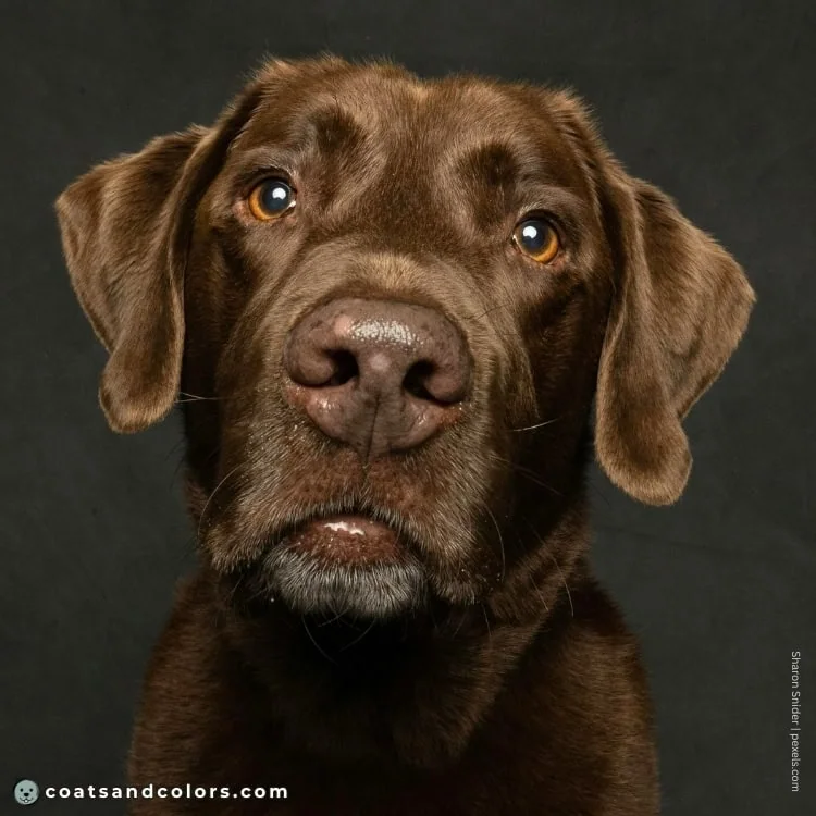 coatsandcolors.com Labardor Colors eye colors chocolate 1