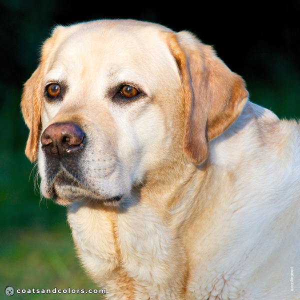 coatsandcolors.com Labardor Colors faded black nose 6b