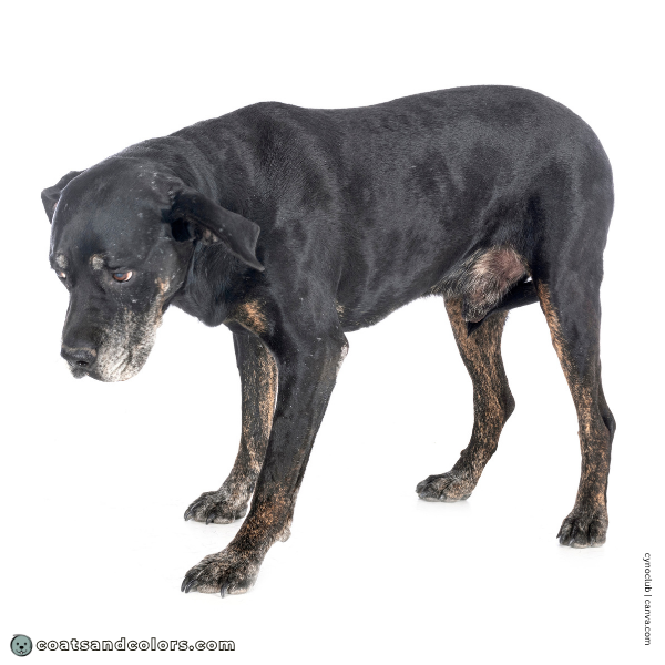 coatsandcolors.com Labardor Colors faulty colors brindle point