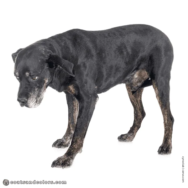 coatsandcolors.com Labardor Colors faulty colors brindle point