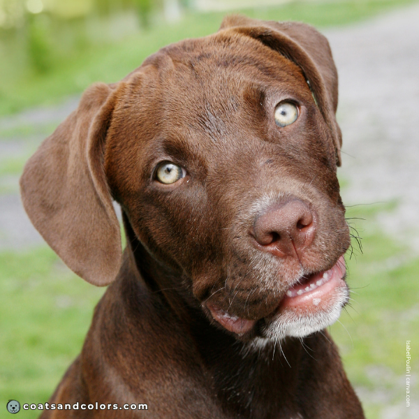 coatsandcolors.com Labardor Colors green eyes puppy
