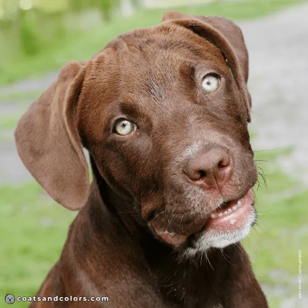 coatsandcolors.com Labardor Colors green eyes puppy
