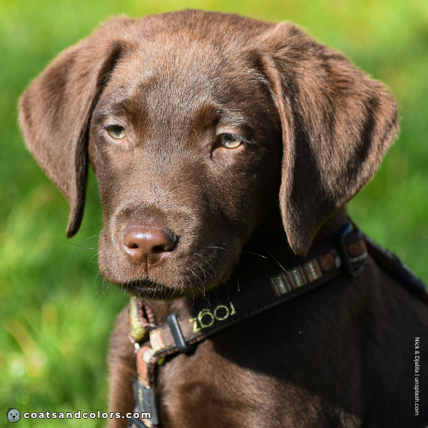 coatsandcolors.com Labardor Colors puppy eyes chocolate 1