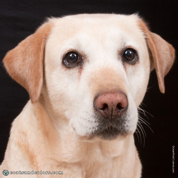 coatsandcolors.com Labardor Colors yellow Lab black nose very pink