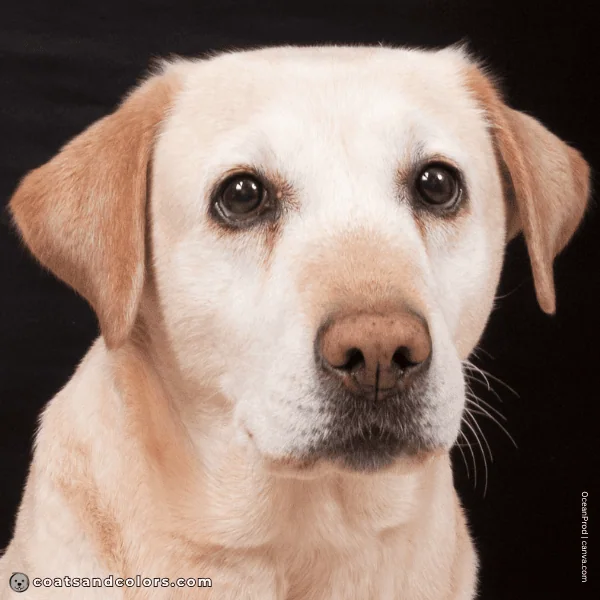 coatsandcolors.com Labardor Colors yellow Lab black nose very pink