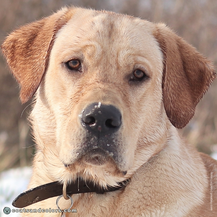 coatsandcolors.com Labardor Colors yellow Lab black nose