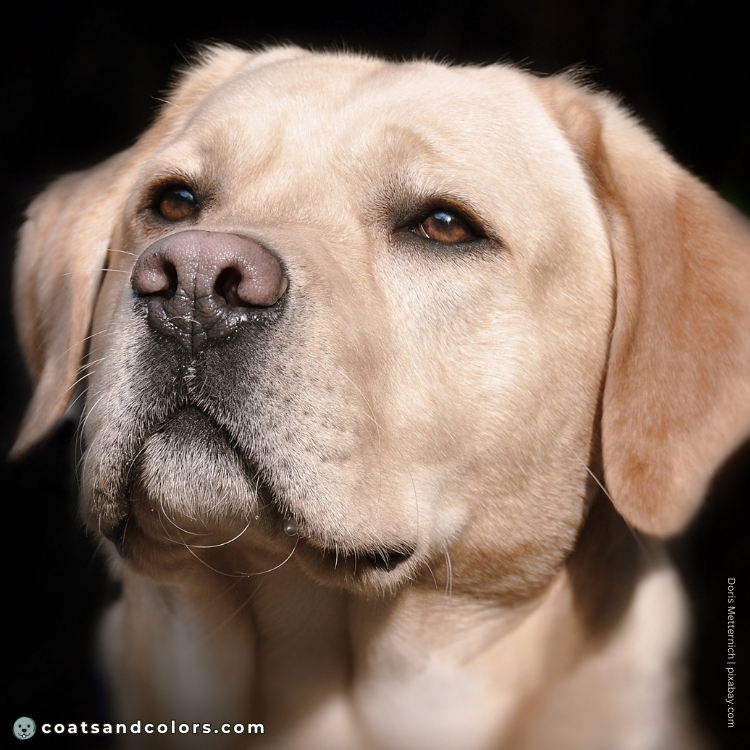coatsandcolors.com Labardor Colors yellow Lab pink nose 2