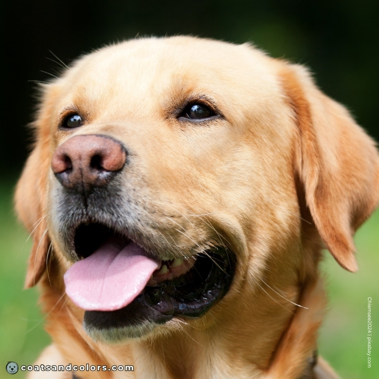coatsandcolors.com Labardor Colors yellow Lab pink nose 3