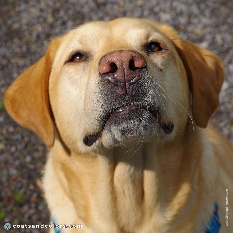 coatsandcolors.com Labardor Colors yellow Lab pink nose