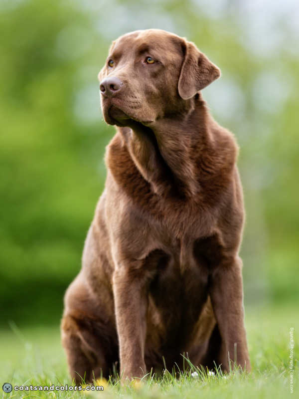 coatsandcolors.com Labardor Colors shades of brown 1