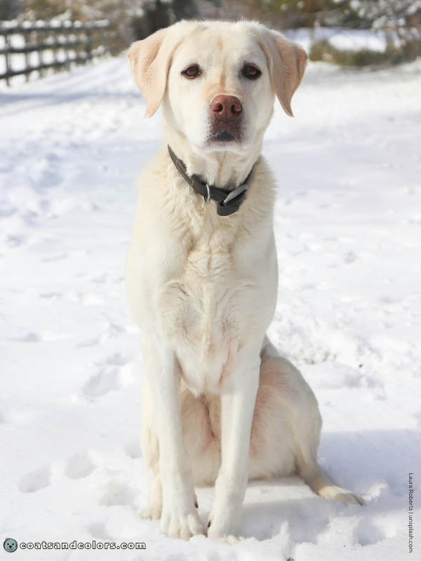 coatsandcolors.com Labrador Colors Intensity low