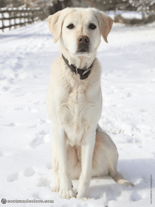 coatsandcolors.com Labrador Colors Intensity low