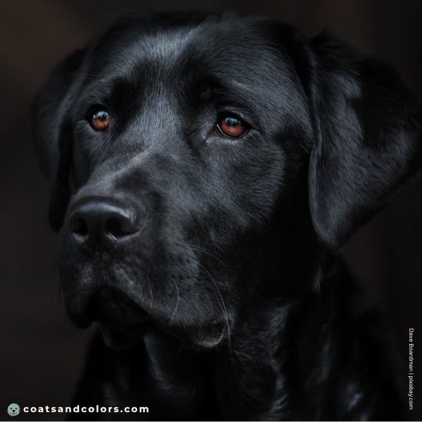 coatsandcolors.com Labrador Colors black nose
