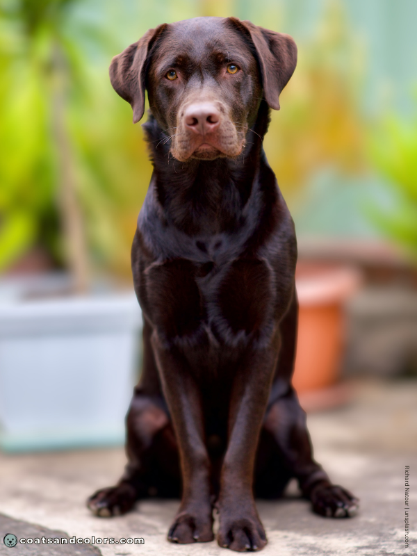 coatsandcolors.com Labrador Colors dark chocolate