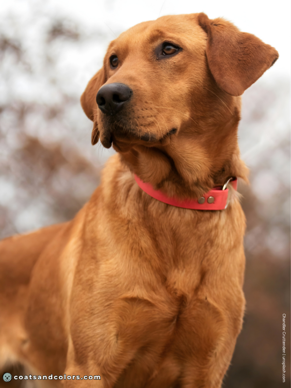 coatsandcolors.com Labrador Colors orange red intensity