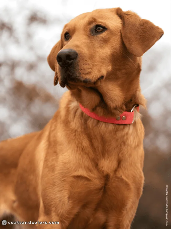 coatsandcolors.com Labrador Colors orange red intensity