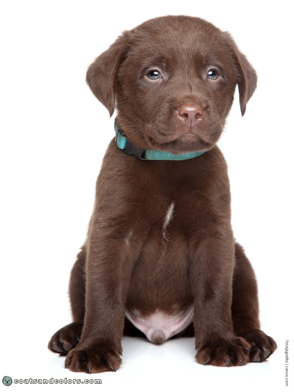 coatsandcolors.com Labrador Colors white chest patch 2