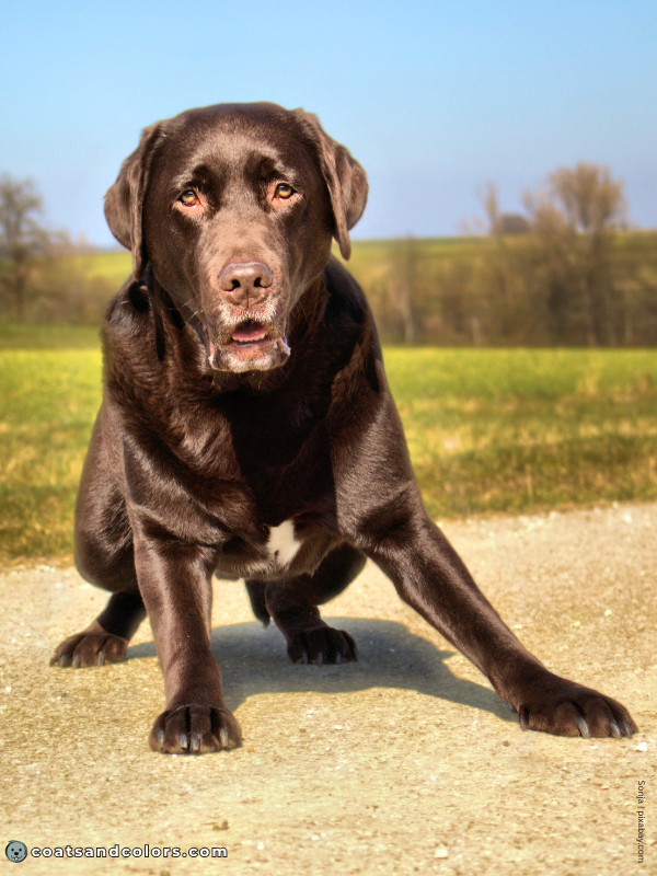 coatsandcolors.com Labrador Colors white chest patch