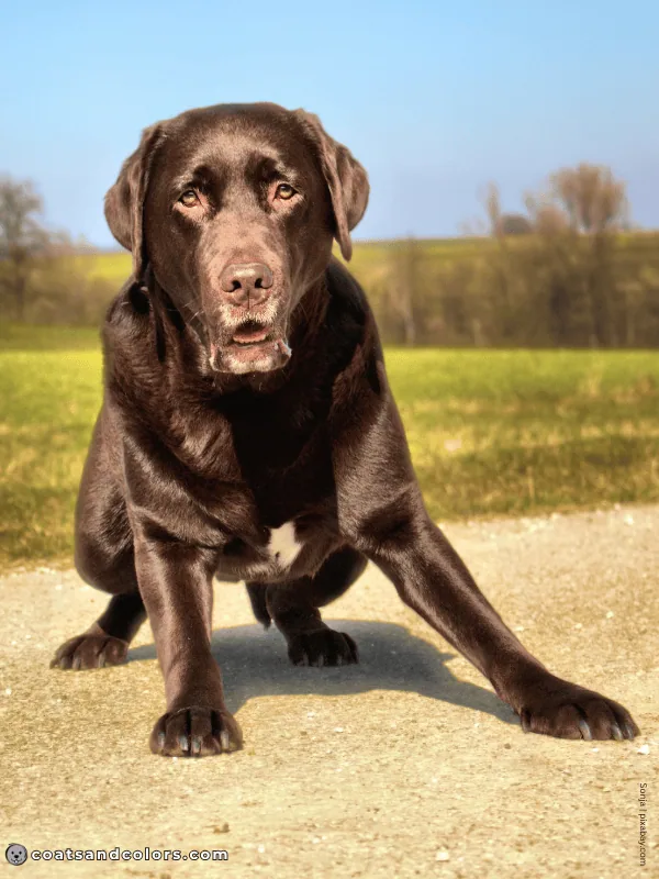 coatsandcolors.com Labrador Colors white chest patch