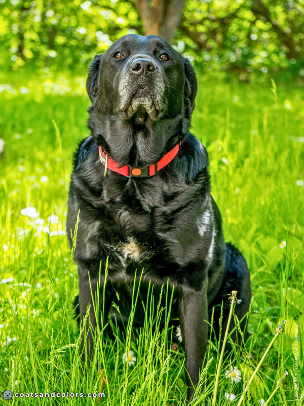 coatsandcolors.com Labrador Colors white chest spot