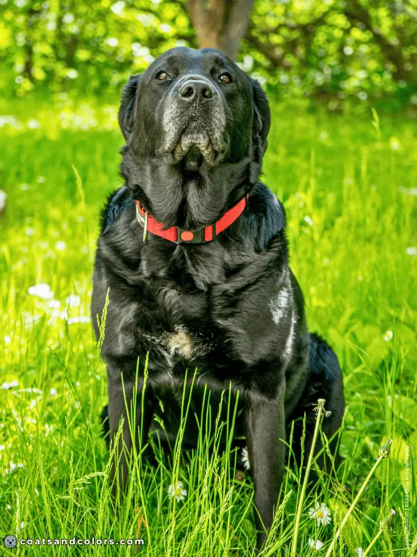 coatsandcolors.com Labrador Colors white chest spot