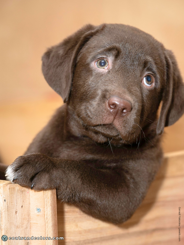 coatsandcolors.com Labrador Colors white toe puppy