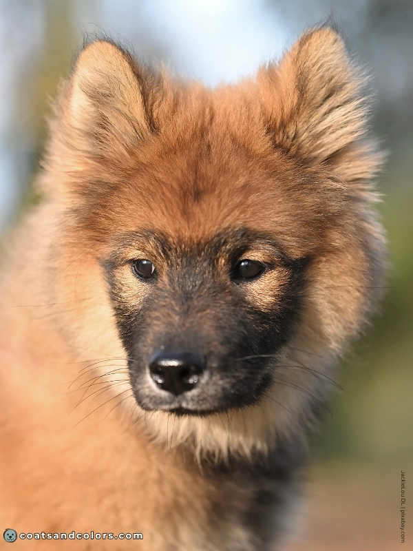 coatsandcolors.com Melanistic Mask Eurasier puppy pale phase